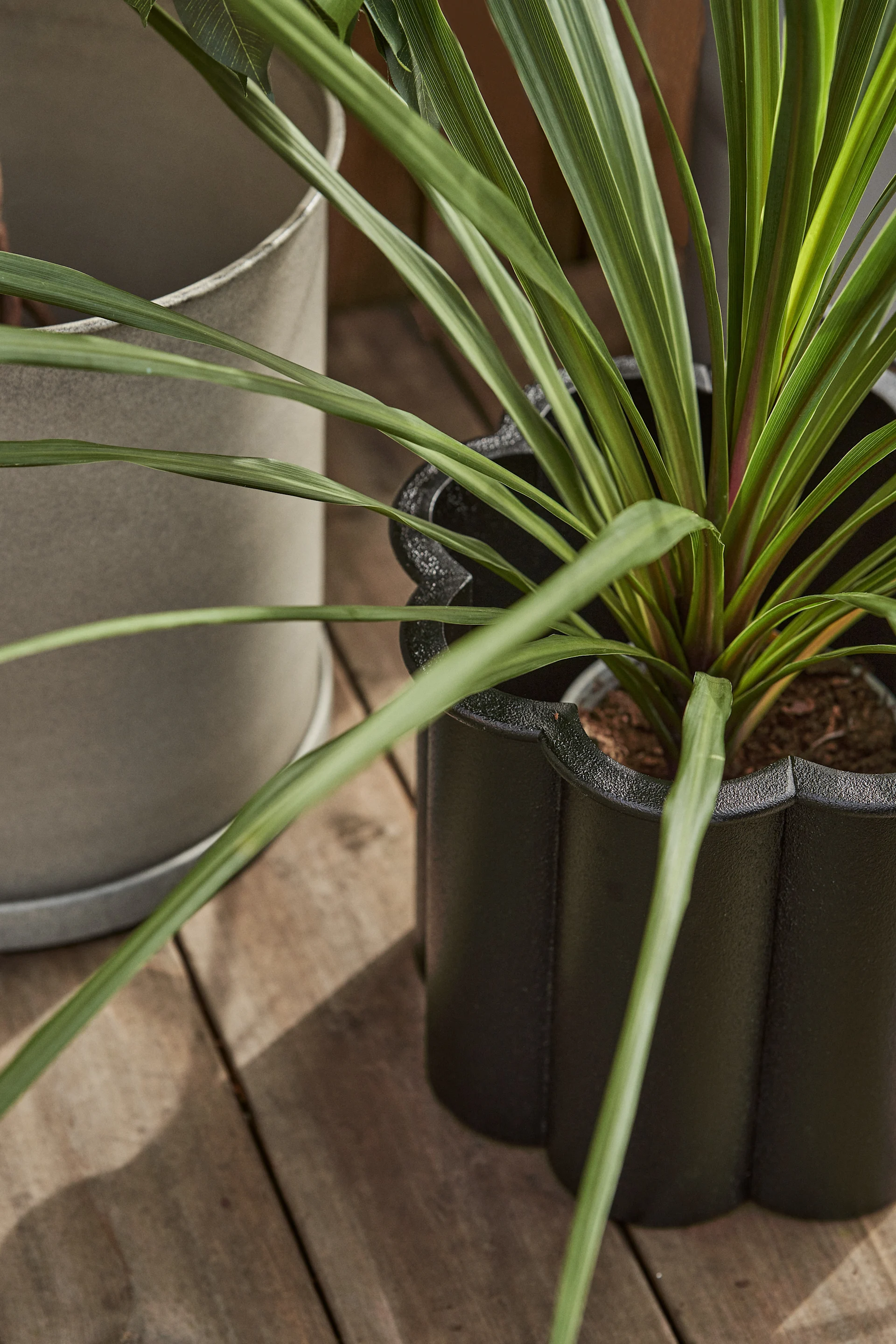 Twee potplanten op een houten vlonder; één in een zwarte gegolfde pot, de andere in een grijze cilindervormige pot.