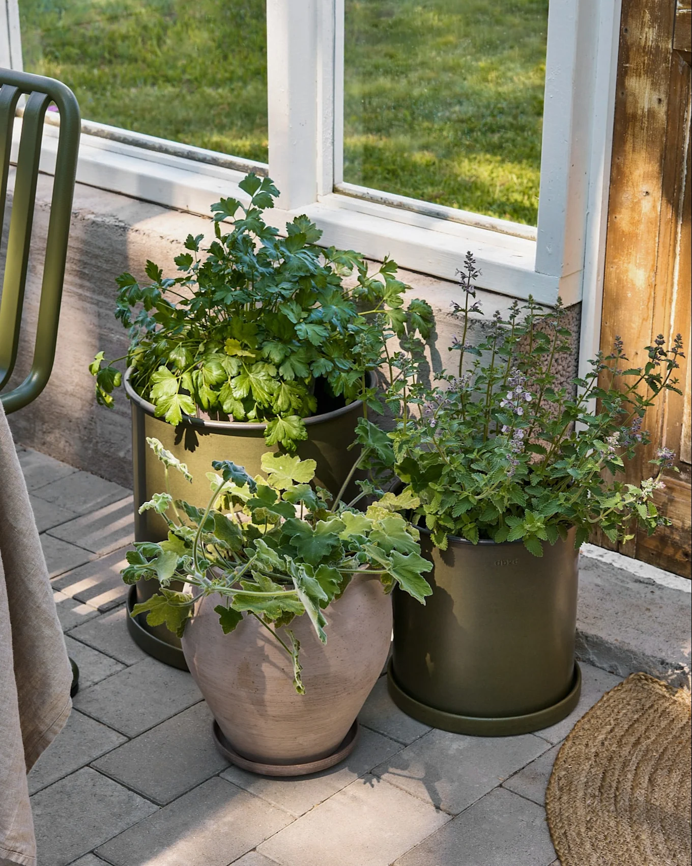 Drie potplanten op een grijze patio naast een raam. Twee planten staan in olijfgroene potten, één in een beige terracotta pot.