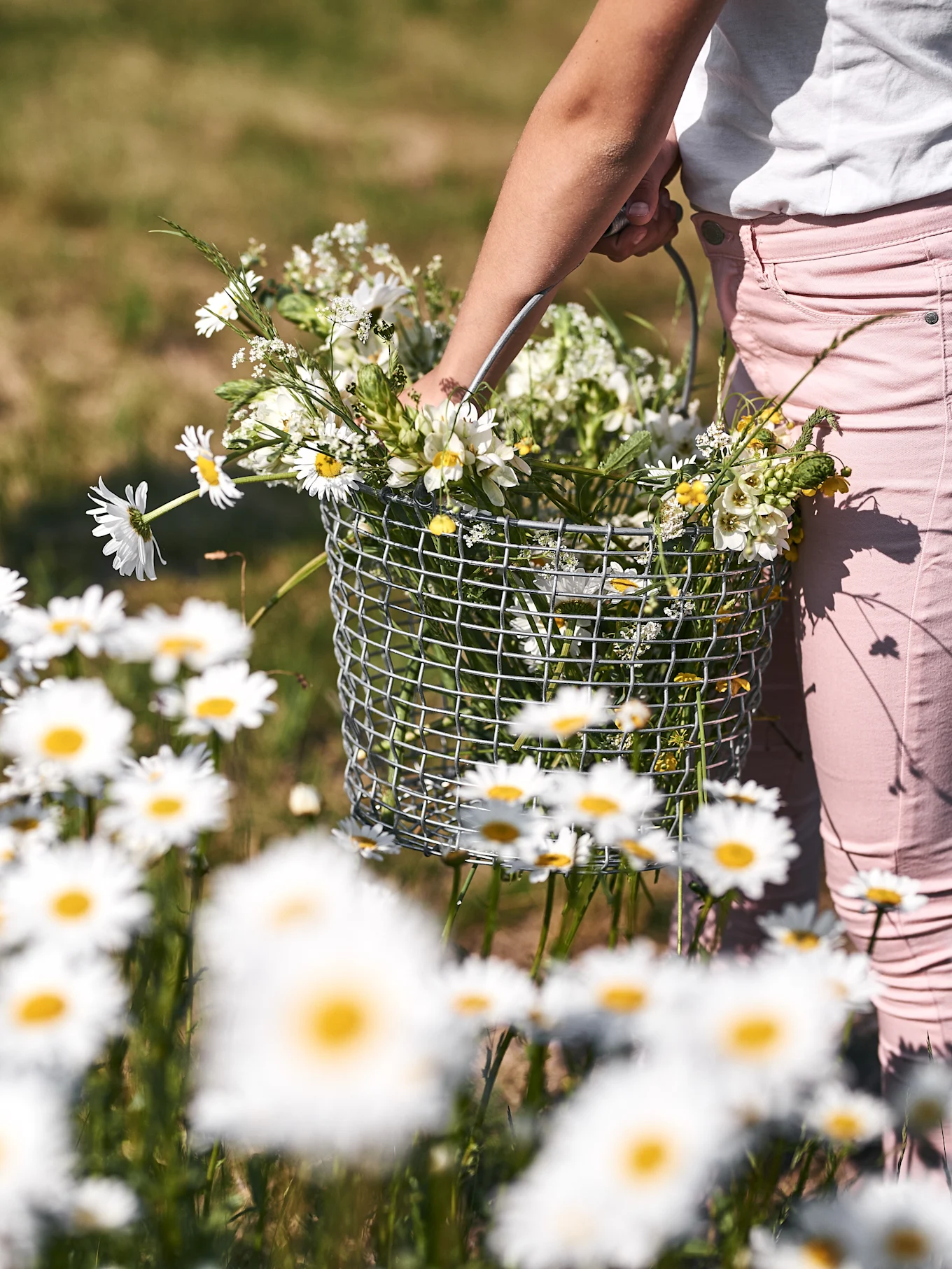 Close-up van een persoon in roze broek die een draadmand vasthoudt gevuld met witte en gele wilde bloemen in een madeliefjesveld.