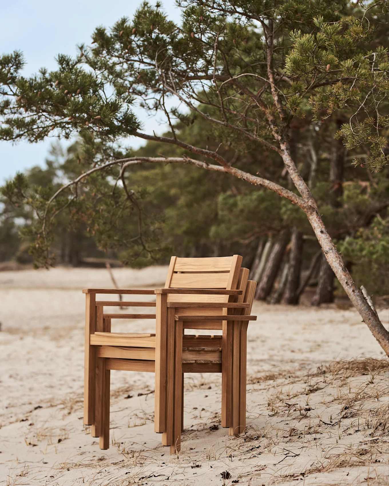 Gestapelde houten stoelen op een zandstrand naast een dennenboom.