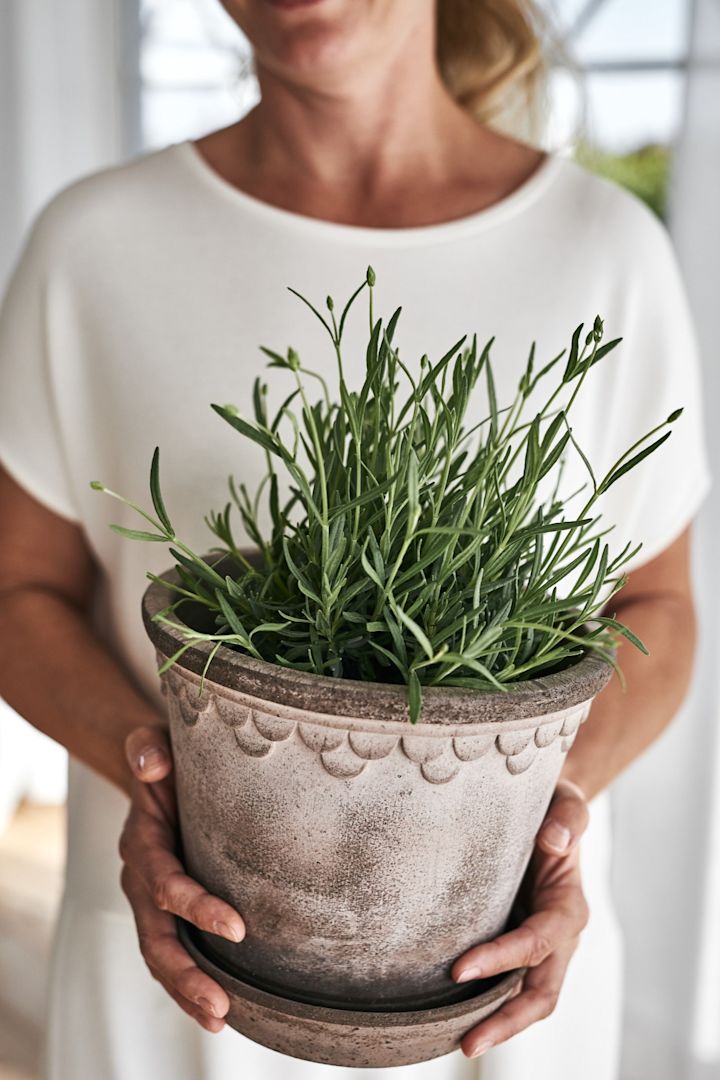 Bloempotten voor buiten: Hier zie je de Kopenhagen bloempot beplant met lavendel van Bergs Potter.