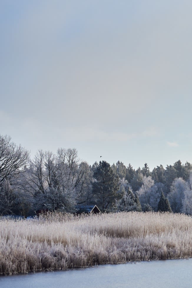 Een betoverend winters bospad omringd door met sneeuw bedekte bomen, 