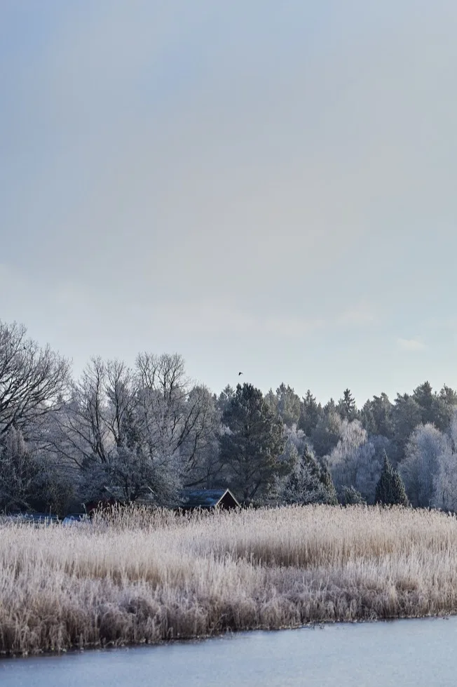 Een betoverend winters bospad omringd door met sneeuw bedekte bomen,