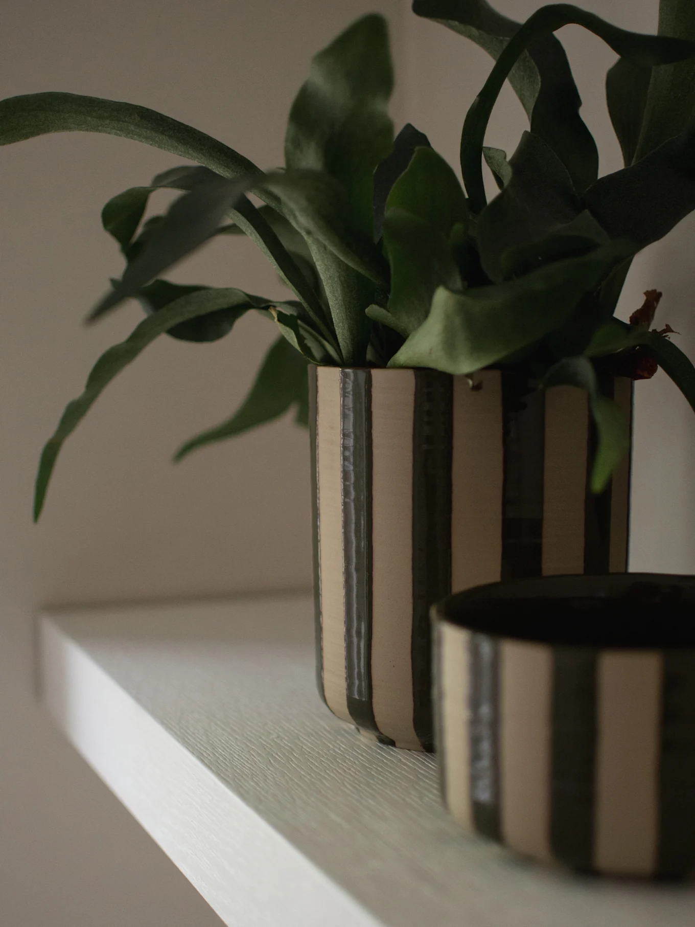 Een kamerplant met groene bladeren in een hoge, gestreepte donkergroene en beige pot op een lichte plank, met een bijpassende kom gedeeltelijk zichtbaar.