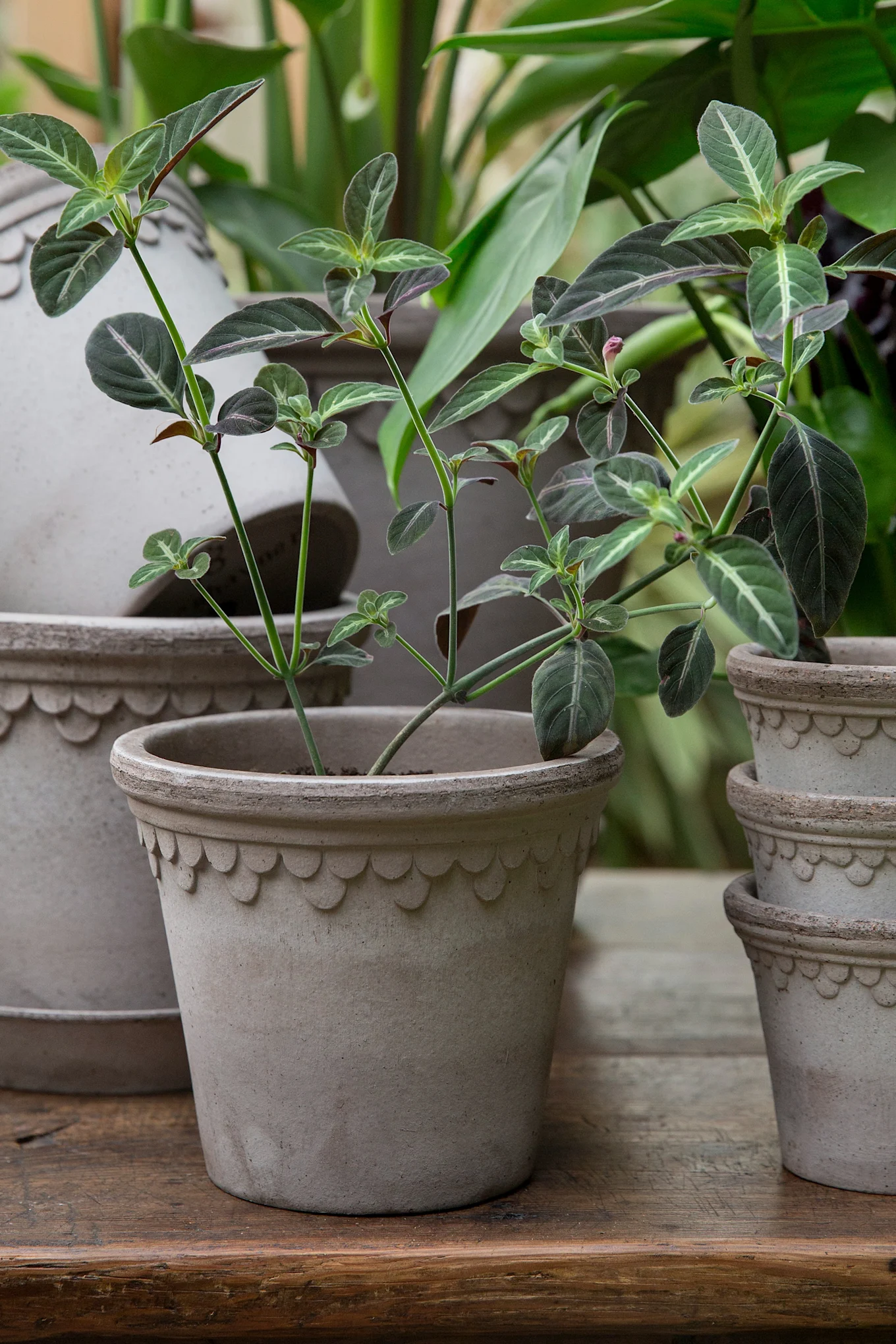 Een plant met groene en paarse bladeren met witte nerven in een decoratieve gegolfde terracotta pot op een houten oppervlak.
