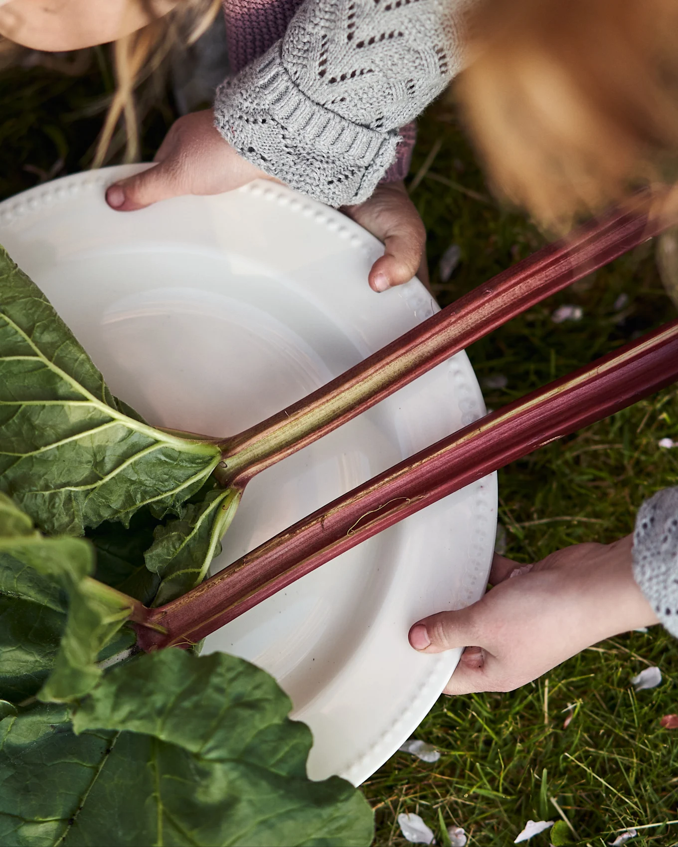 Twee kinderhanden houden een wit bord vast met verse rabarberstelen en bladeren tegen groen gras.